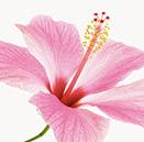 Hibiskus