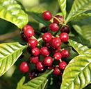 Coffea arabica
